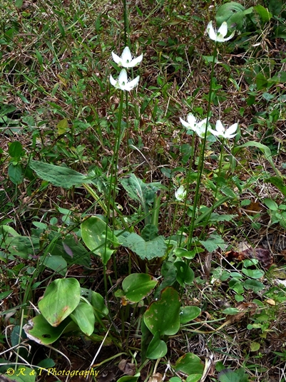 {Parnassia grandifolia}